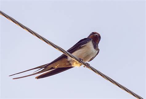 燕子低飛|帶著福氣的鳥兒：燕子